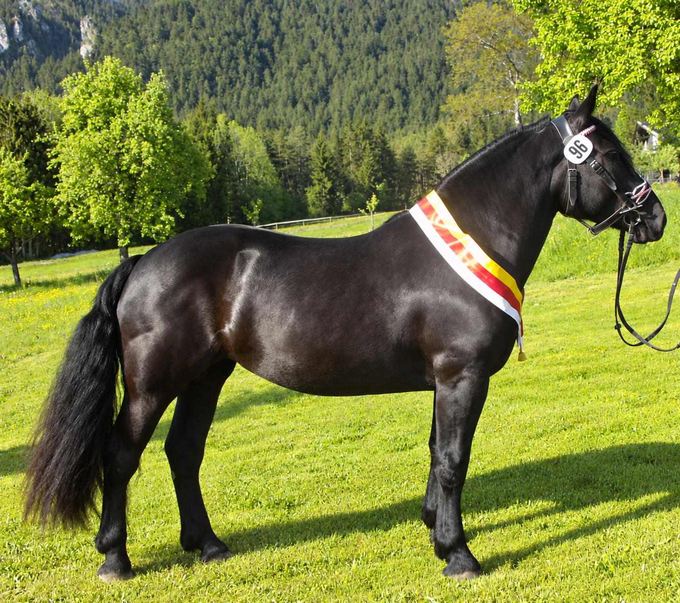 Baronesse-Evita – Noriker Verbandsprämienstute am Wunderhof