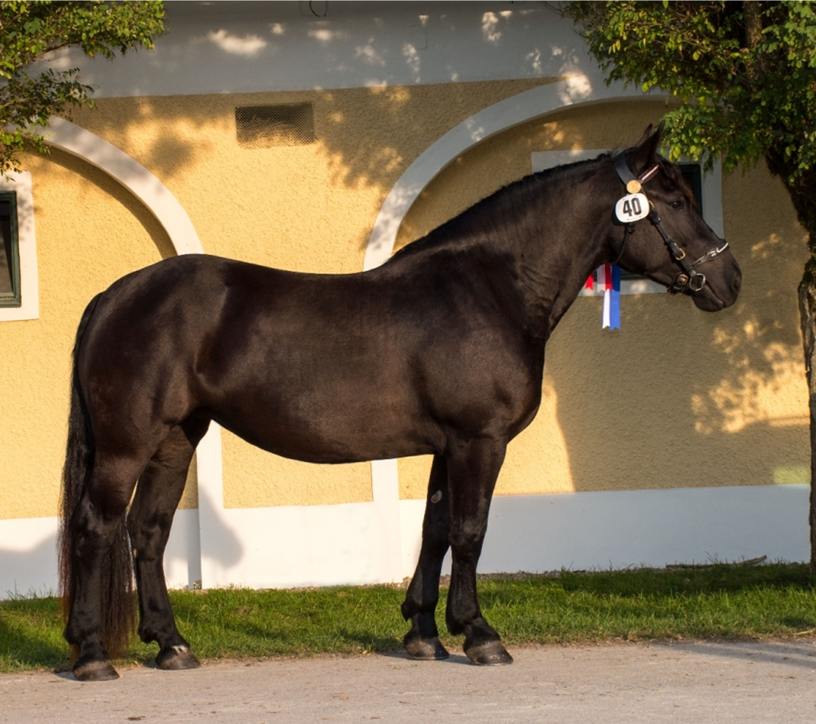 Baronesse-Starlet – Staatsprämienstute am Wunderhof